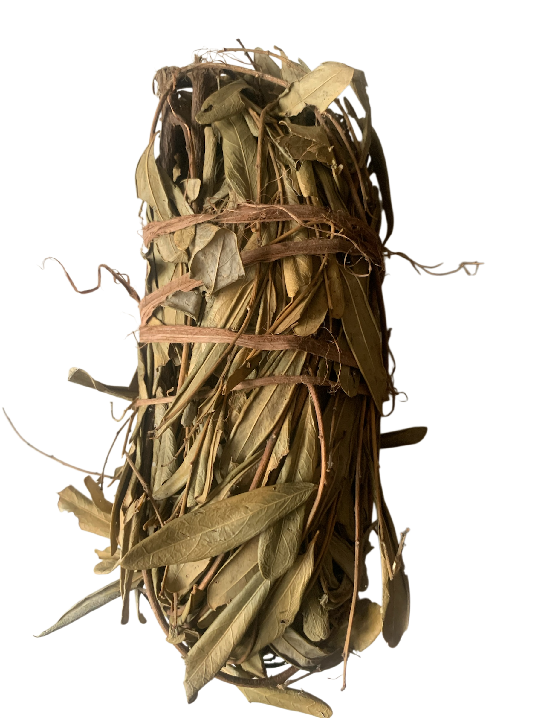 djoro plante Djoro – Plante pour Bain de Purification Spirituelle – AYOMIN