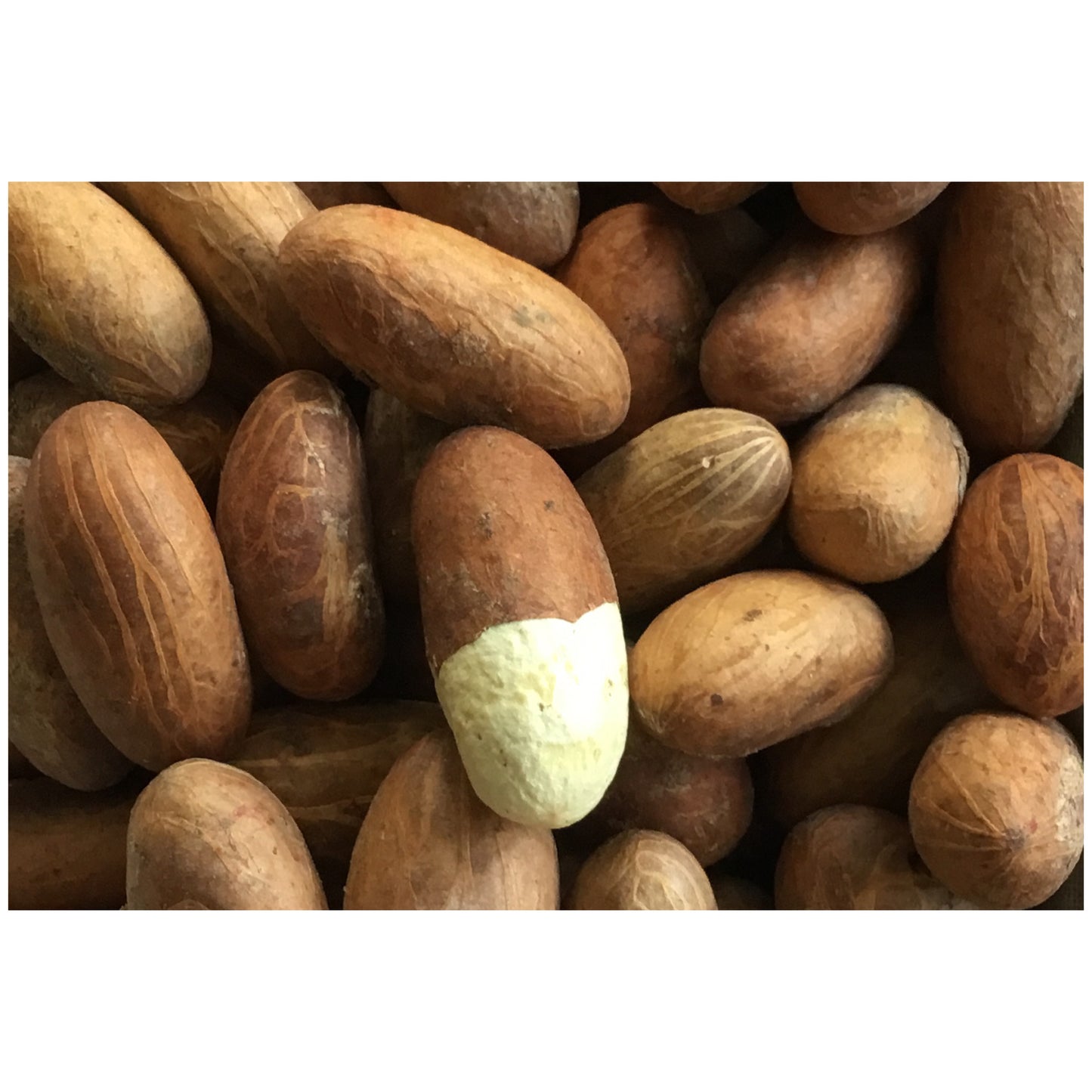 Noix de Petit Cola- Bitter Kola Nut X 20 pcs