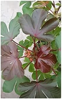 Jatropha rouge ou Jatropha gossypiifolia