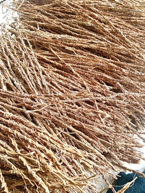 Khamaré - Gongolili - Vetiver Roots -sèpp - Ivory Coast -50 stems between 35 & 40 cm