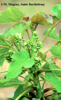 Jatropha Blanc