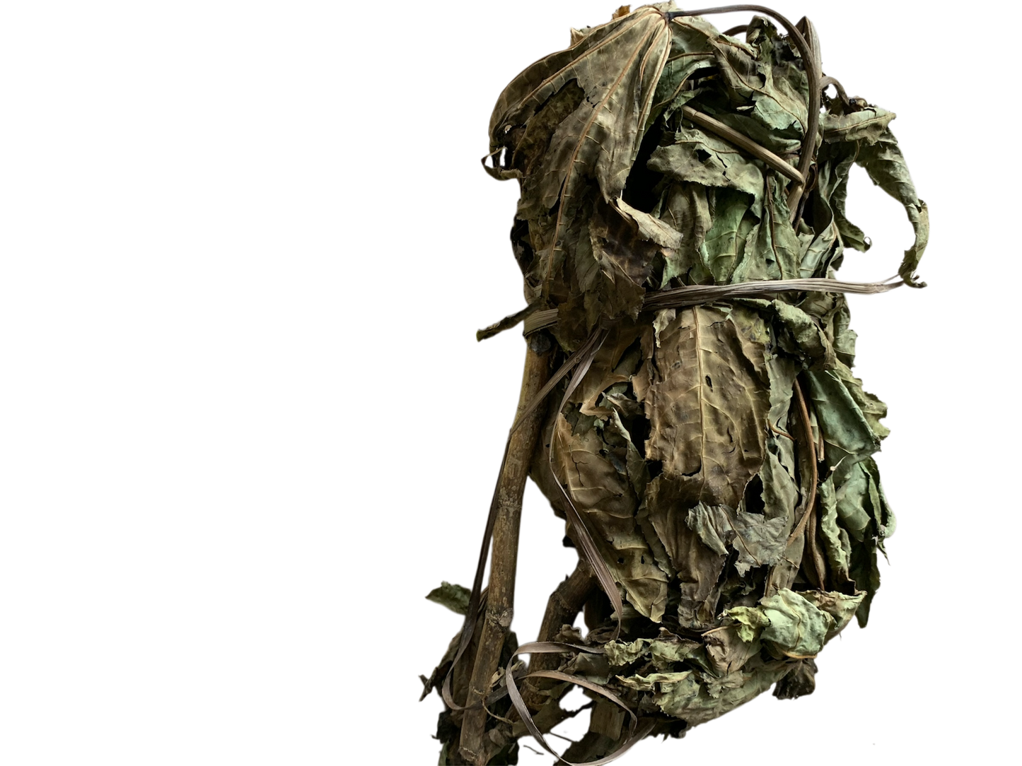 Feuilles de Tomitigui