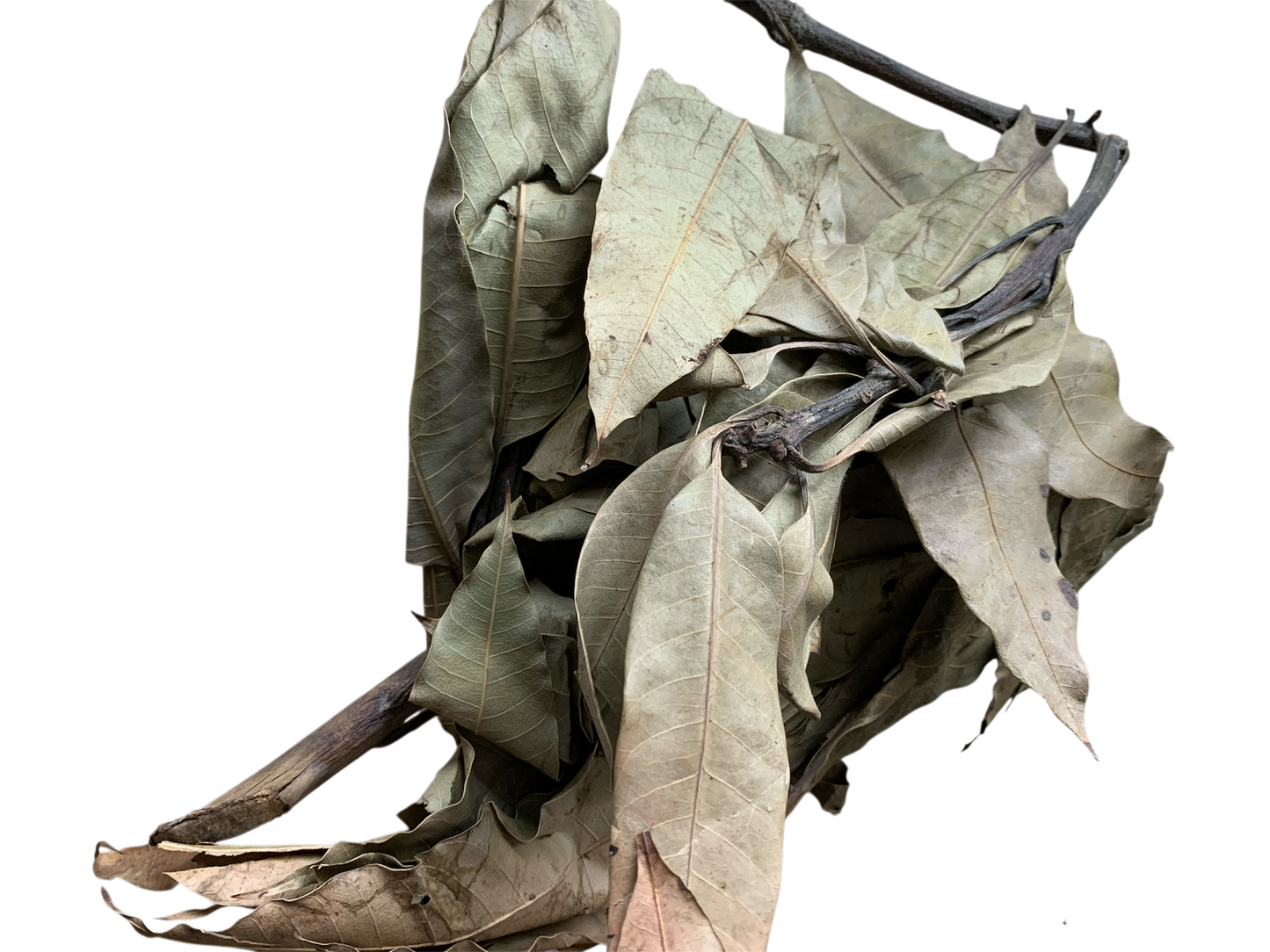 Feuilles de Manguier