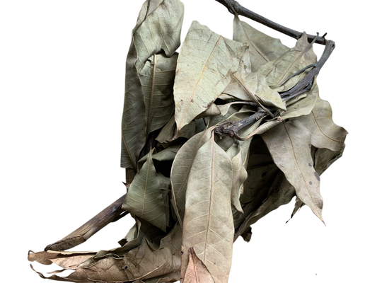 Feuilles de Manguier