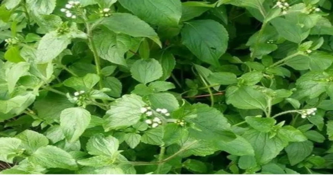 Roi Des Herbes